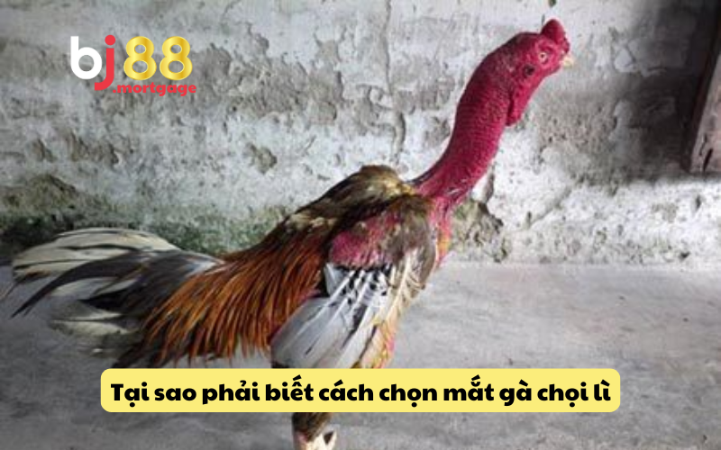 Lý do cần biết cách chọn mắt gà chọi lì